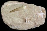 Fossil Plesiosaur (Zarafasaura) Tooth In Sandstone - Morocco #70315-2